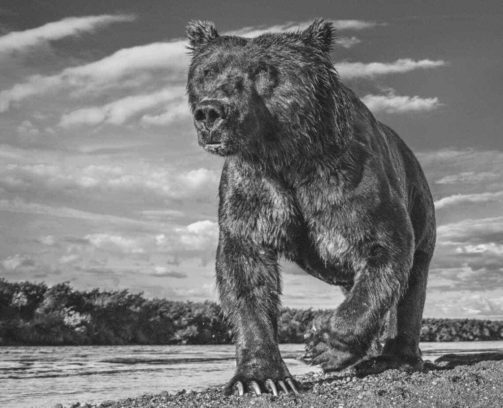 David Yarrow Grizzly Bear