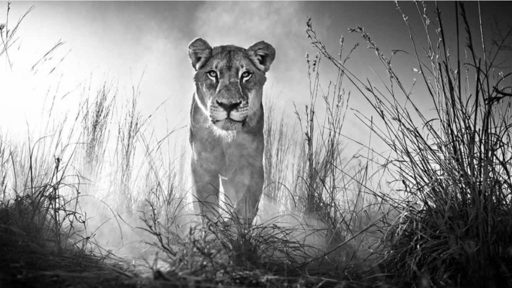 David Yarrow Remote Trigger Lion Image