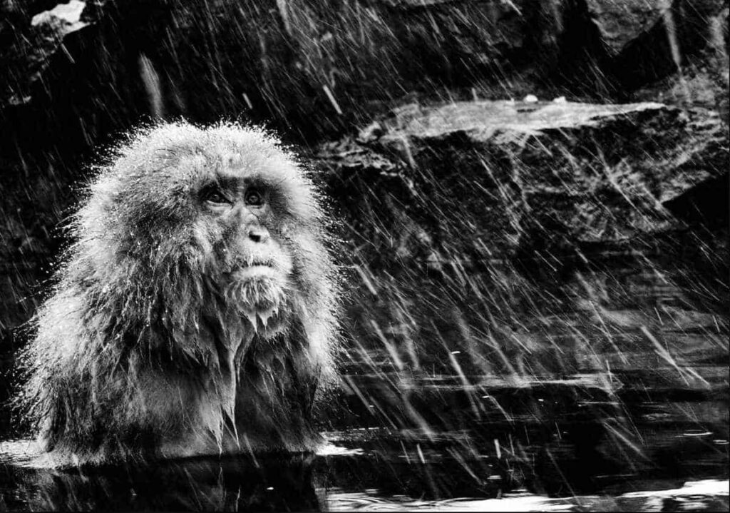 David Yarrow Snow Monkeys Japan