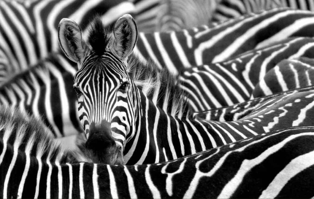 David Yarrow Zebra