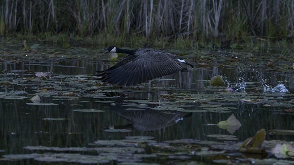 Goose Take Off