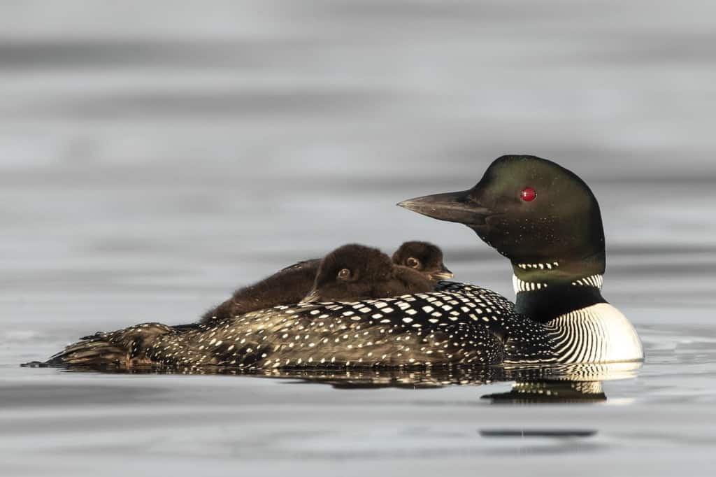 Loon Chicks Hitchin' A Ride