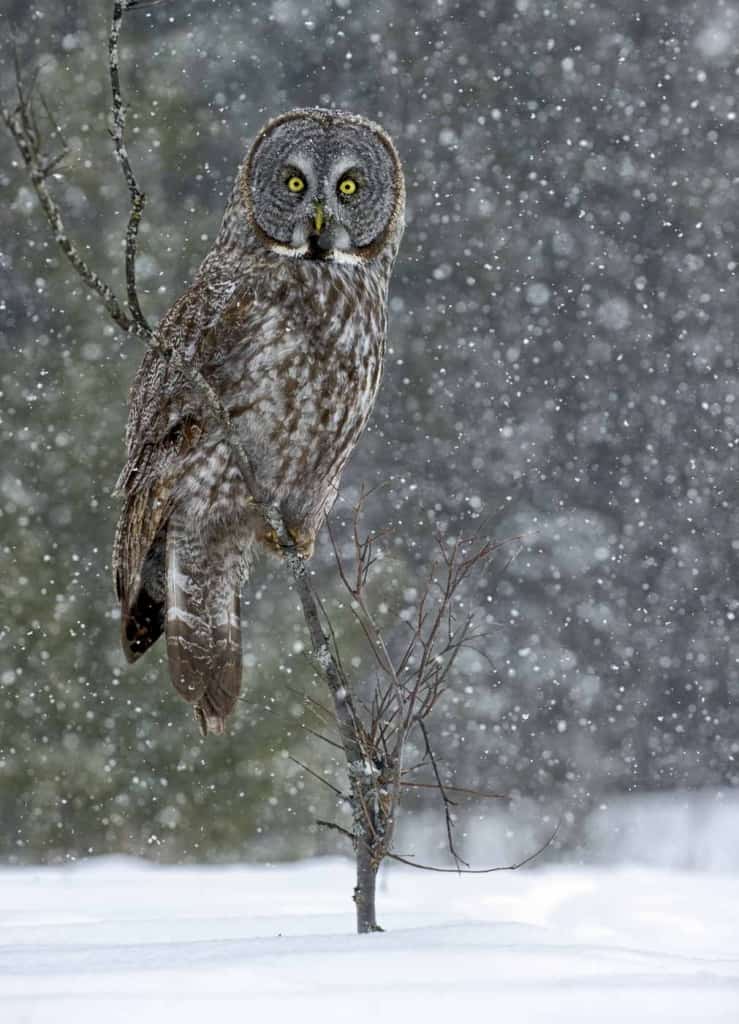 Great Grey Owl On Perch