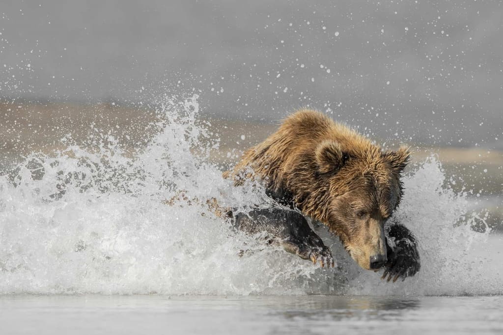 Grizzly Bear Pounce