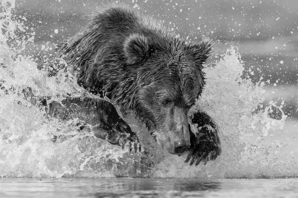 Grizzly Bear Pouncing