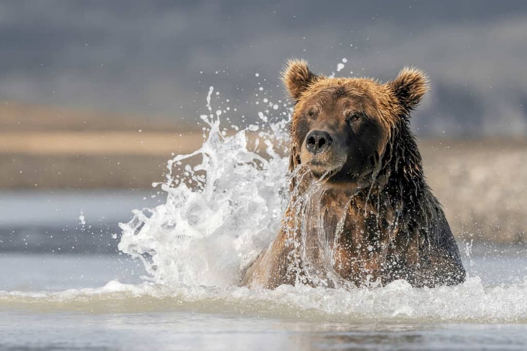 Grizzly Bear Splash