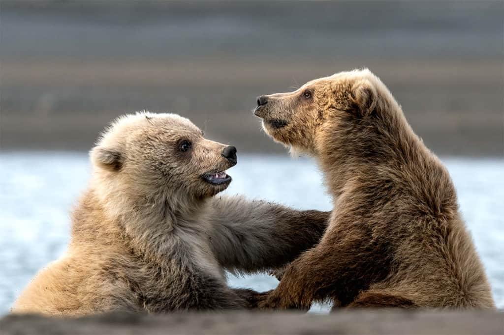 Grizzly Bear Cubs Playing