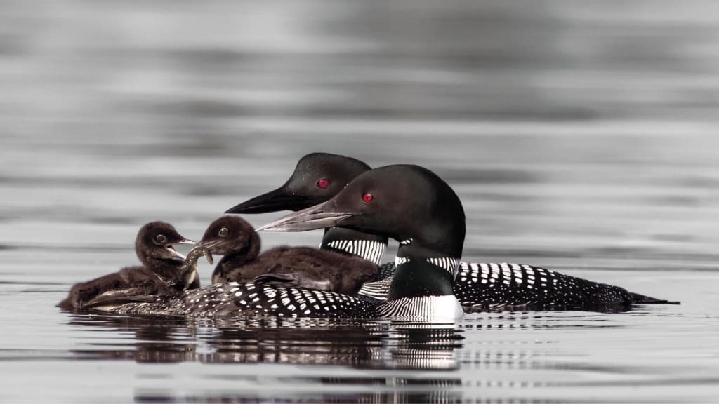 Loon Chicks On Back Feeding