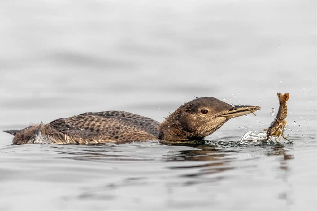 Loon and Crayfish