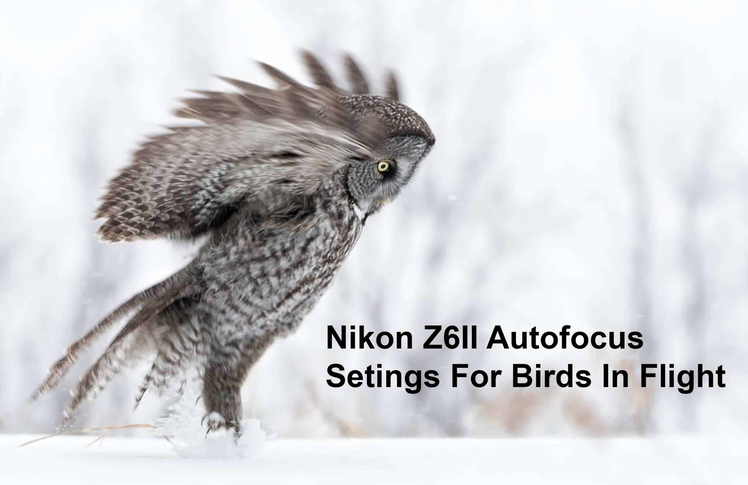 Nikon Z6II Autofocus Settings For Birds In Flight