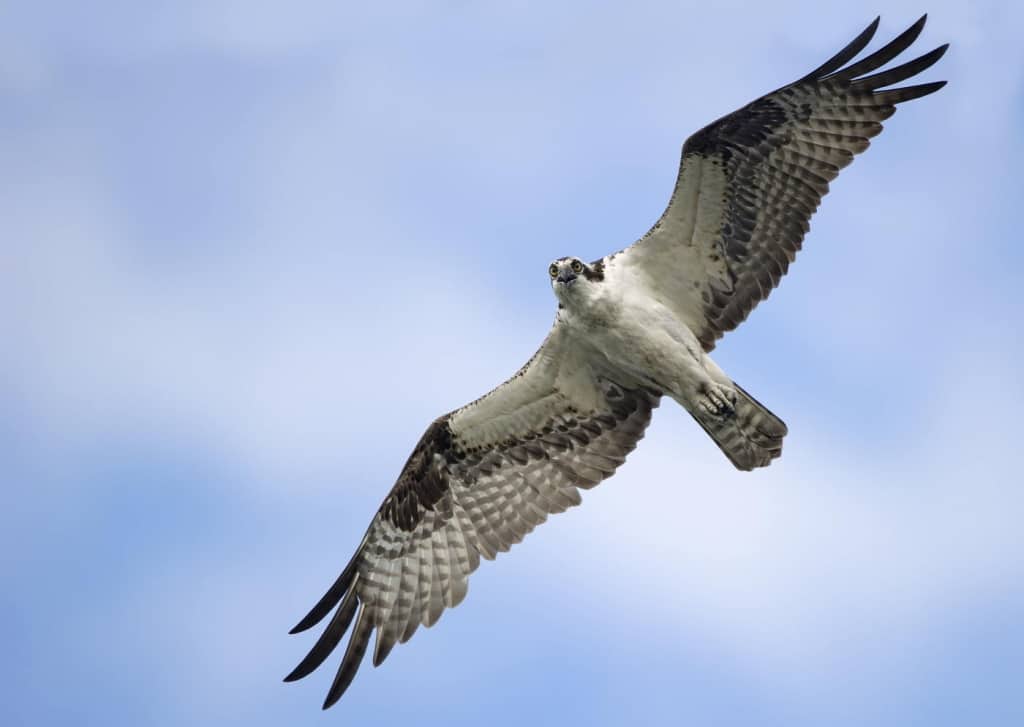 Osprey In Flight