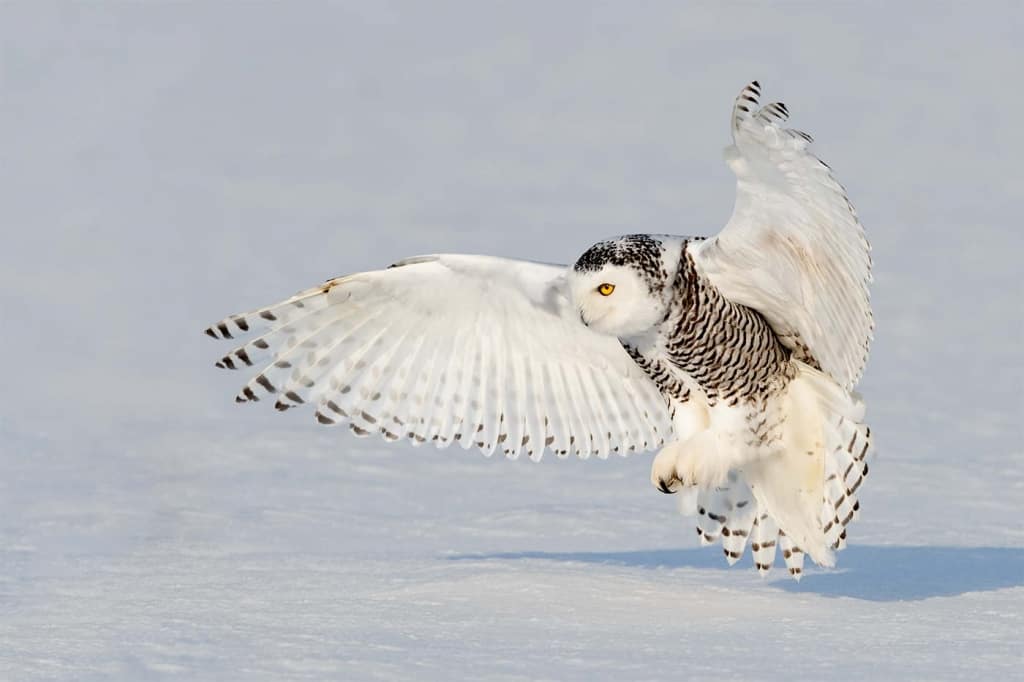 Snowy Owl Bird of a Feather