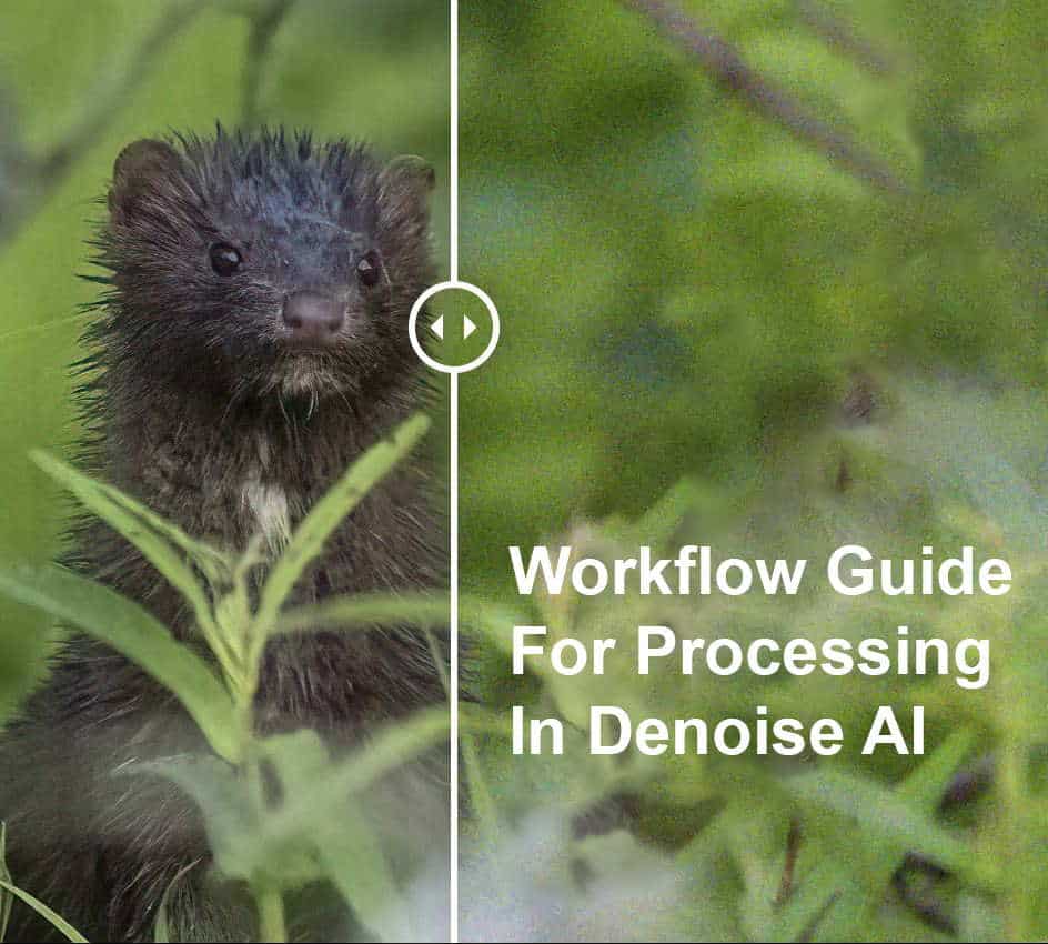 Topaz Denoise Workflow Feature