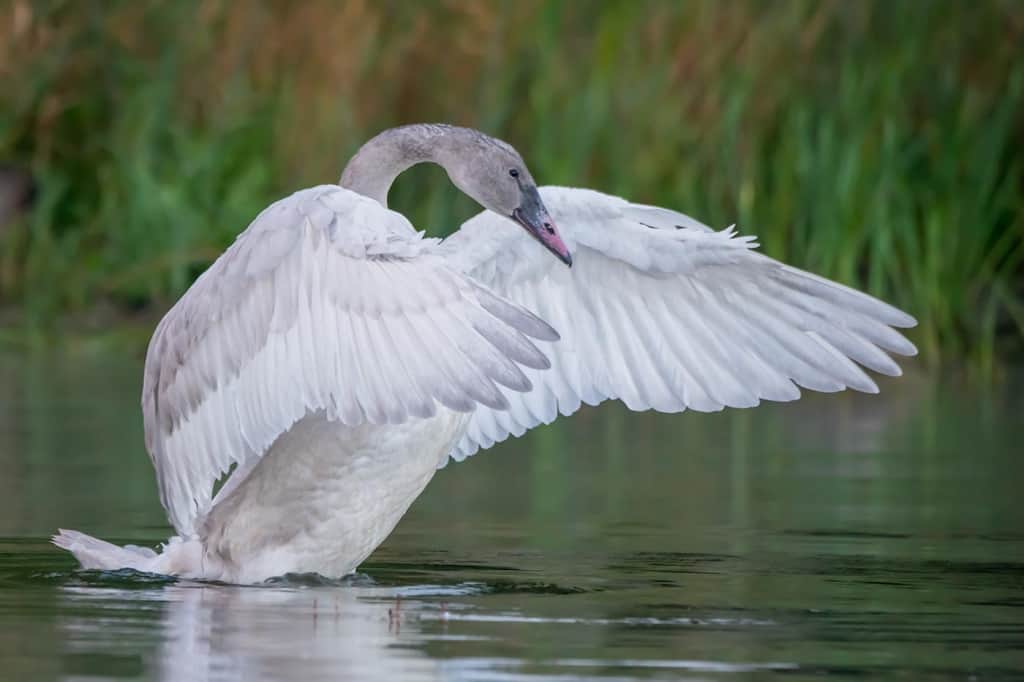 Trumpter Swan Cygnet Wing Display