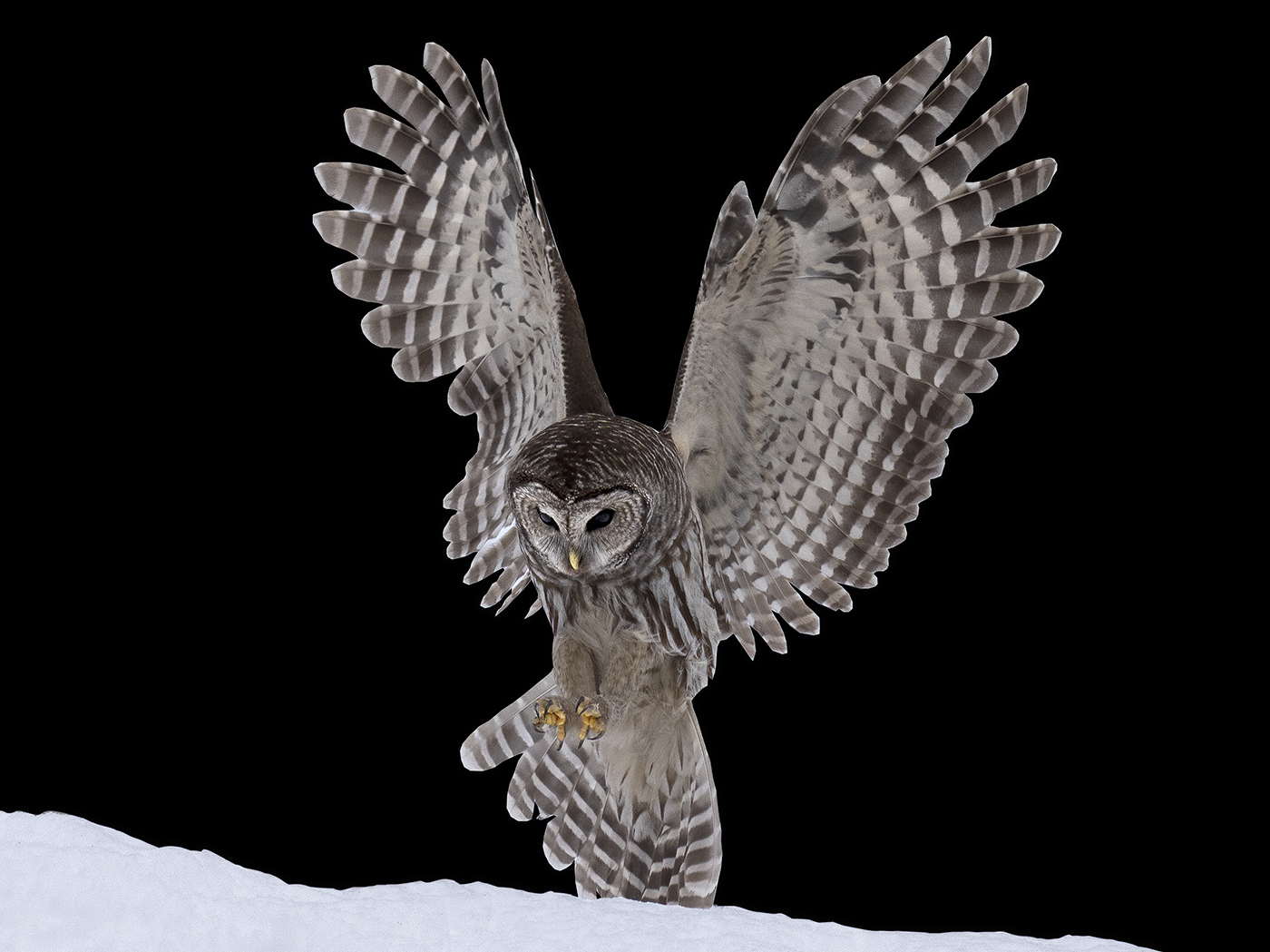 Barred Owl Pounce Black Series