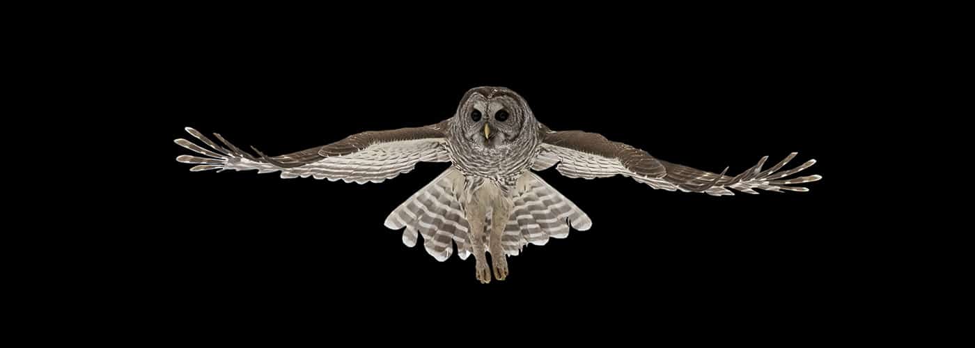 Barred Owl Wing Span Black Series