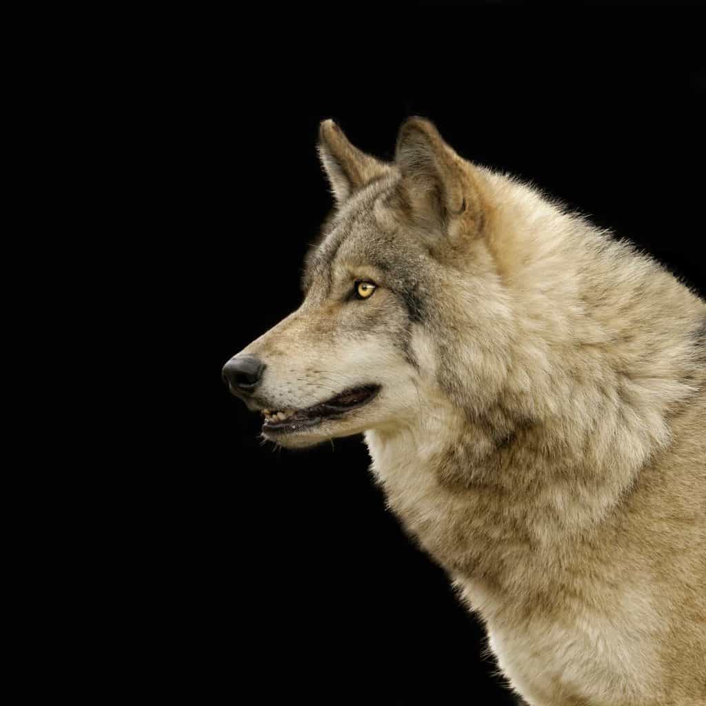 Timber Wolf Portrait Black Series