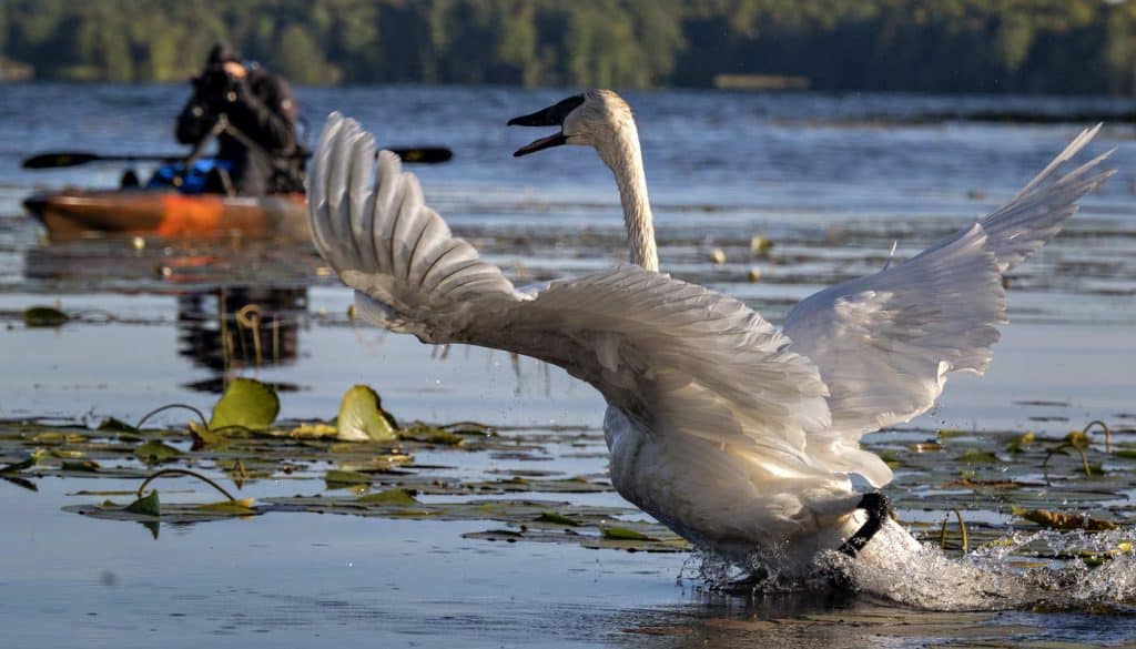 Swan Photo Bomb Small