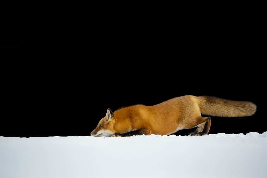 Red Fox Pictures | Red Fox Images and Prints - Cool Wildlife