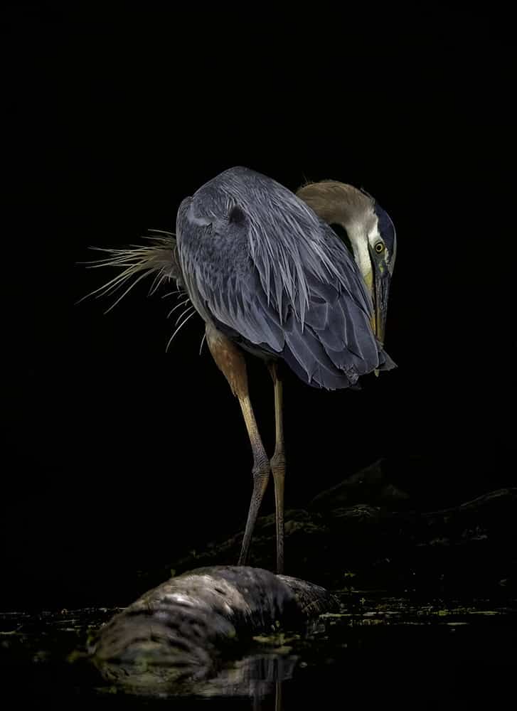 Great Blue Heron Portrait