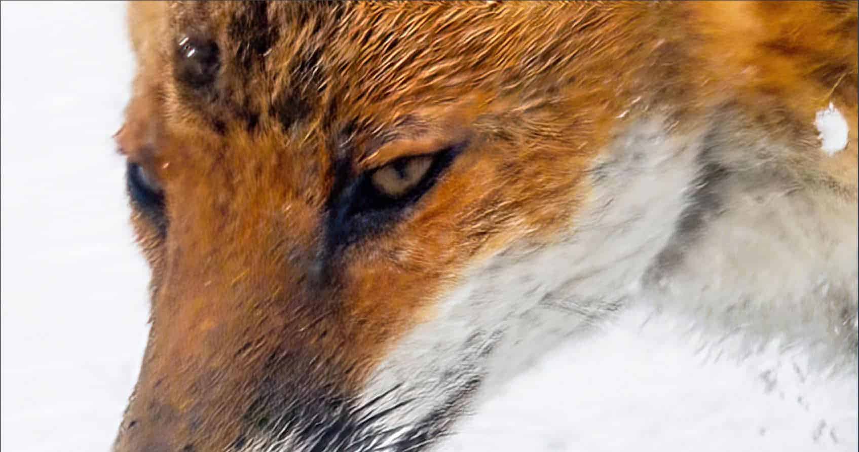 Topaz Red Fox Motion Blur
