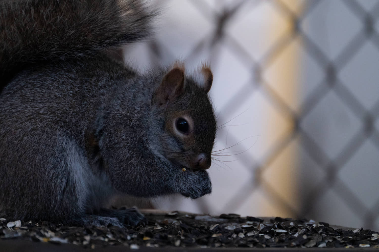 Grey Squirrel 2x Tele ISO 10,000 Speed 1000th