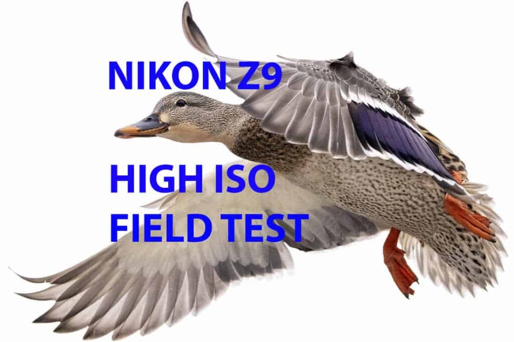 Nikon Z9 High ISO Field Test