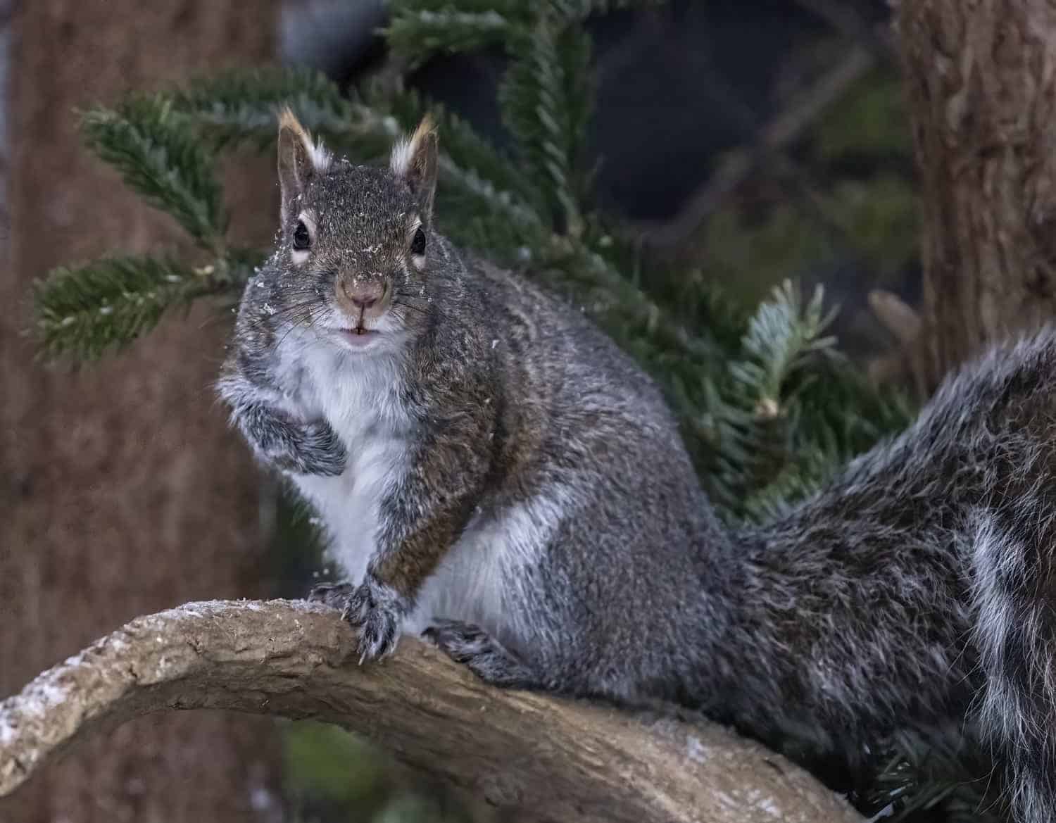 Nikon Z9 Grey Squirrel Topaz Applied