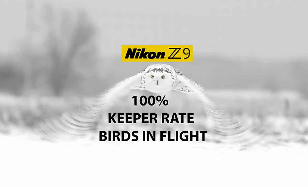 Nikon Z9 Birds In Flight Autofocus AF Tracking