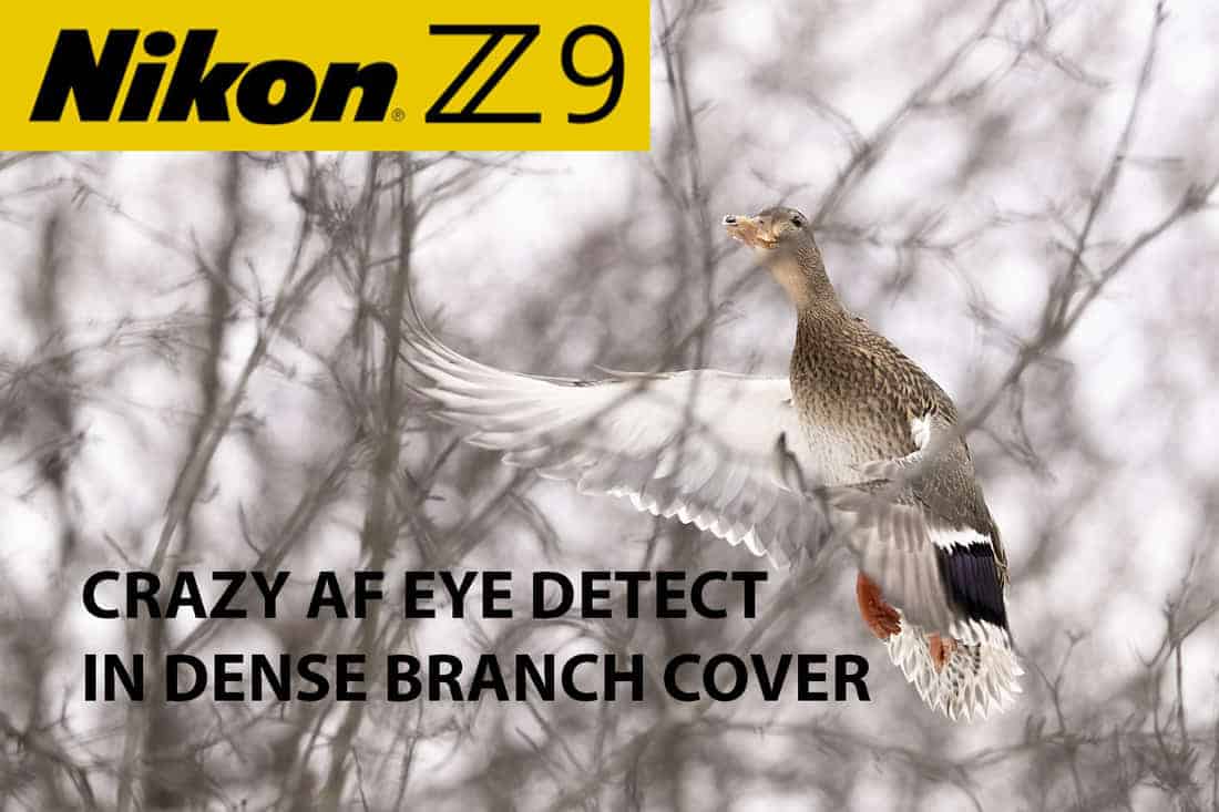 Nikon Autofocus AF Tracking In Dense Branches