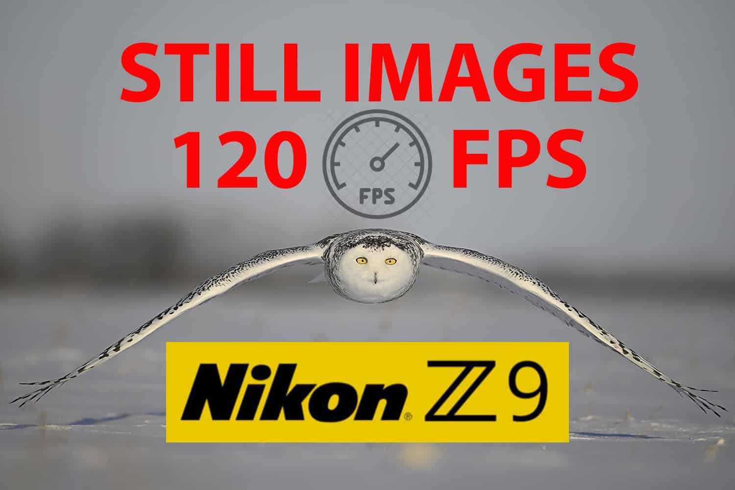 Nikon Z9 120 FPS For Birds In Flight