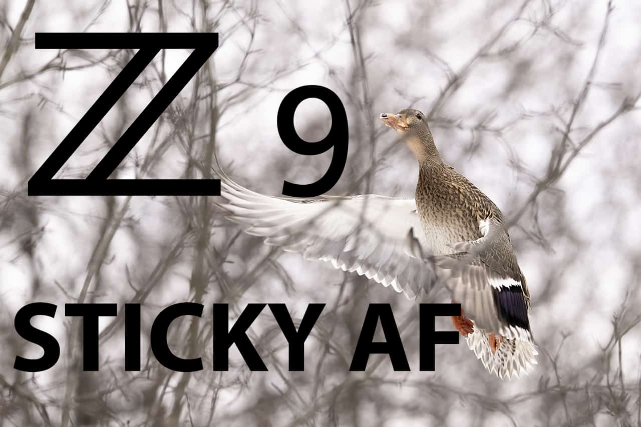 Nikon Z9 AF Settings Tracking Birds In Branches