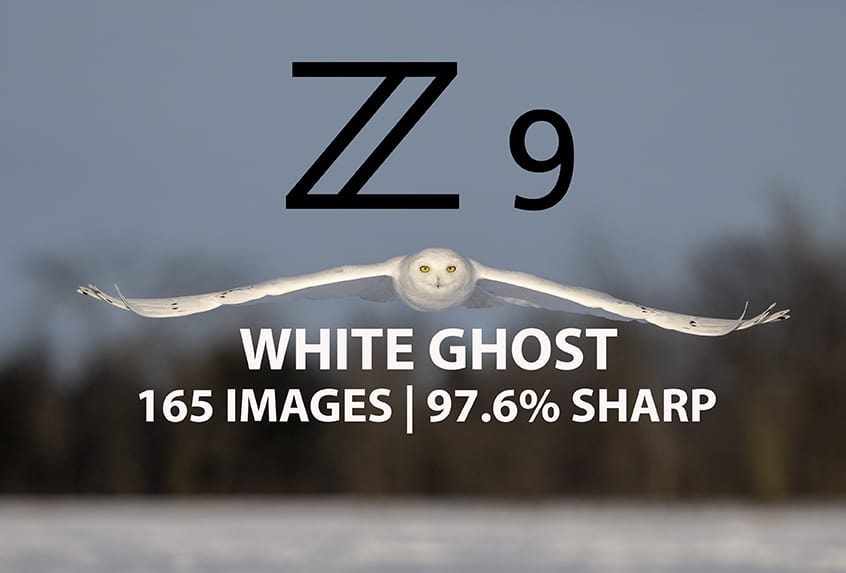 Nikon Z9 AF Settings For Birds In Flight