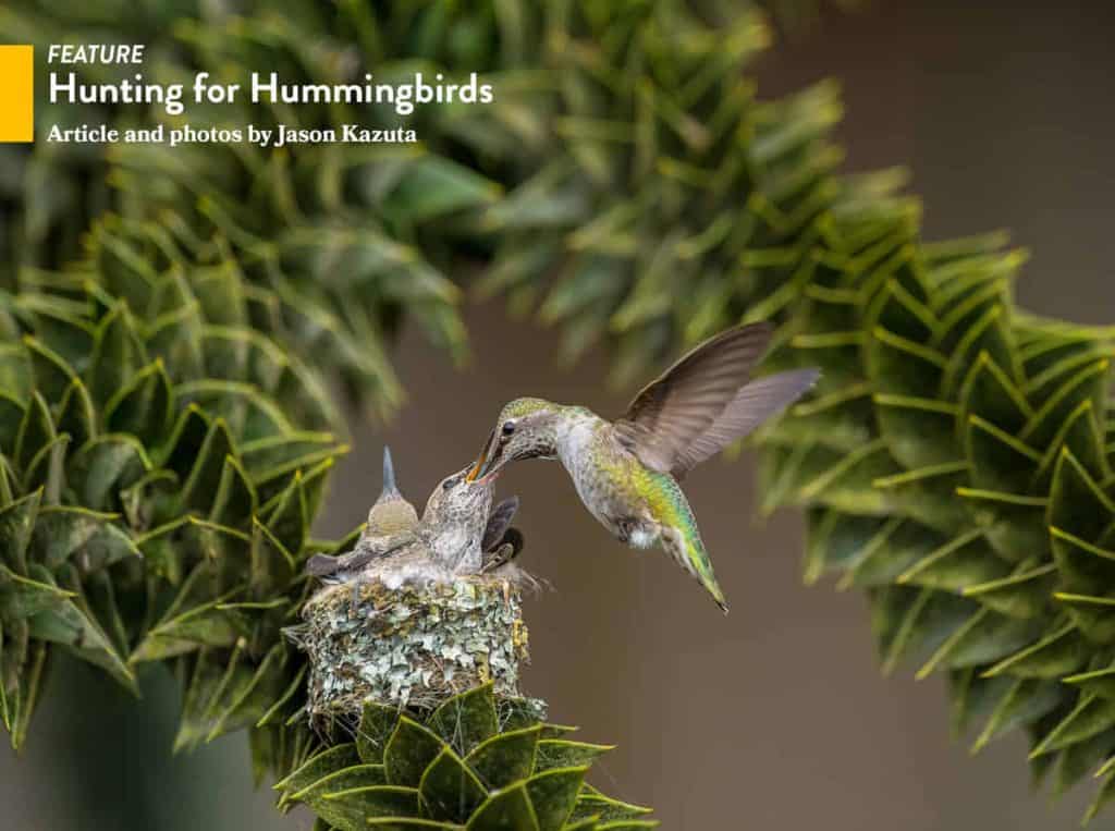 Hunting for Hummingbirds