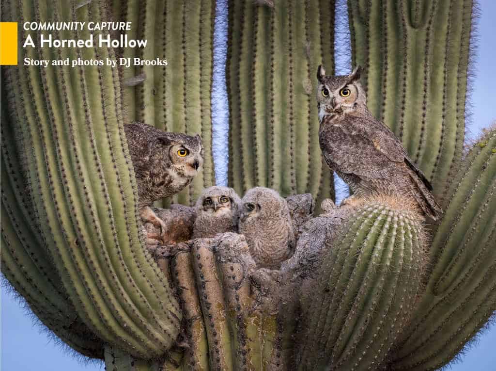 Great Horned Owl Story