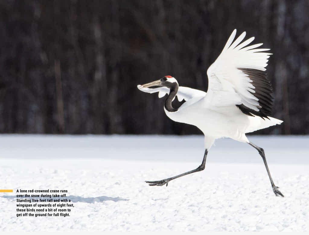 Red-Crowned Crane