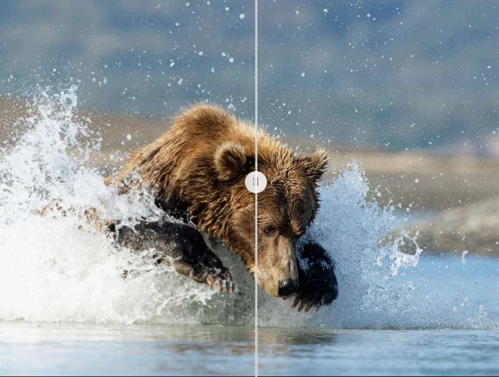 Grizzly Chasing Salmon