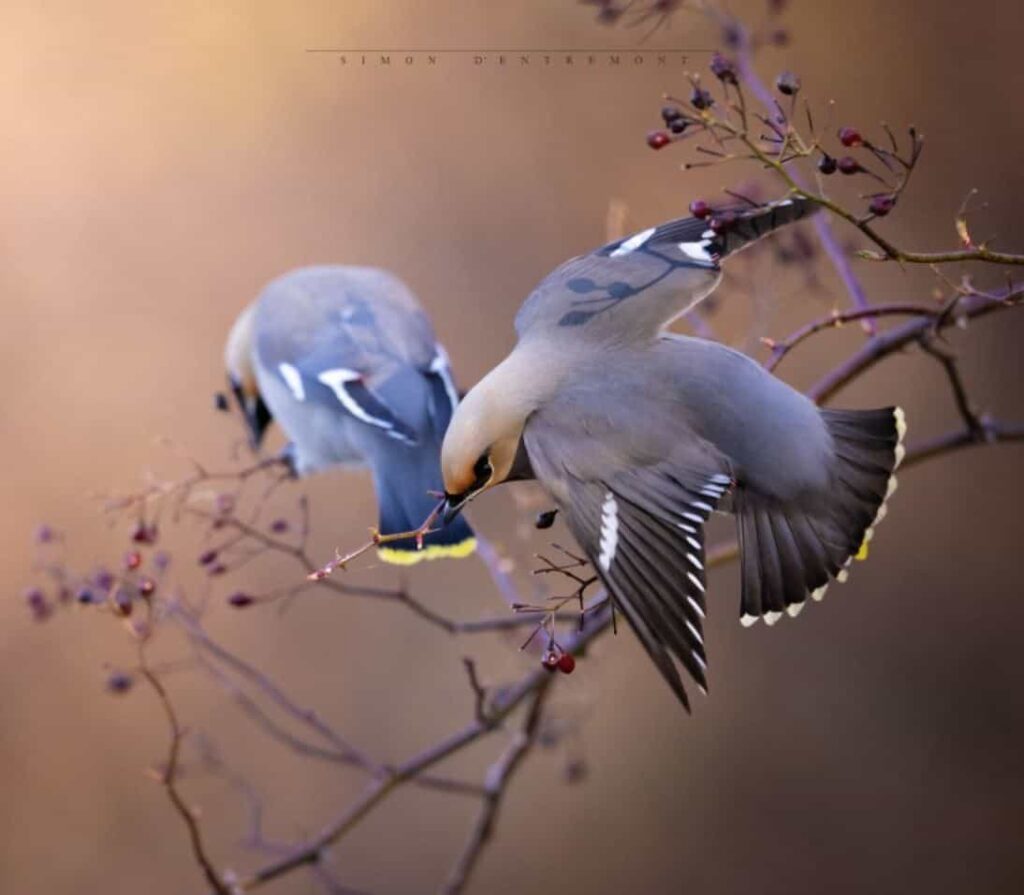 Simon d'Entremont Waxwings