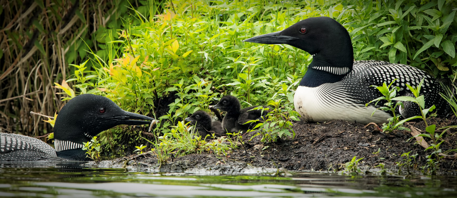 Loon Chicks Day 1