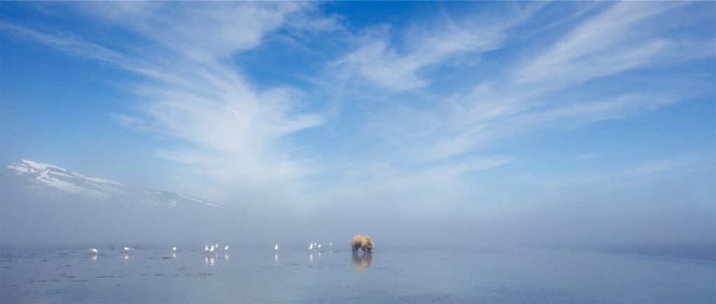 Grizzly Bear Photography Workshop