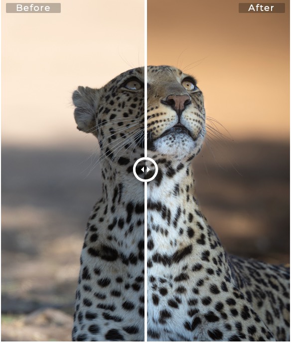 Lightroom Course Before After Image Leopard