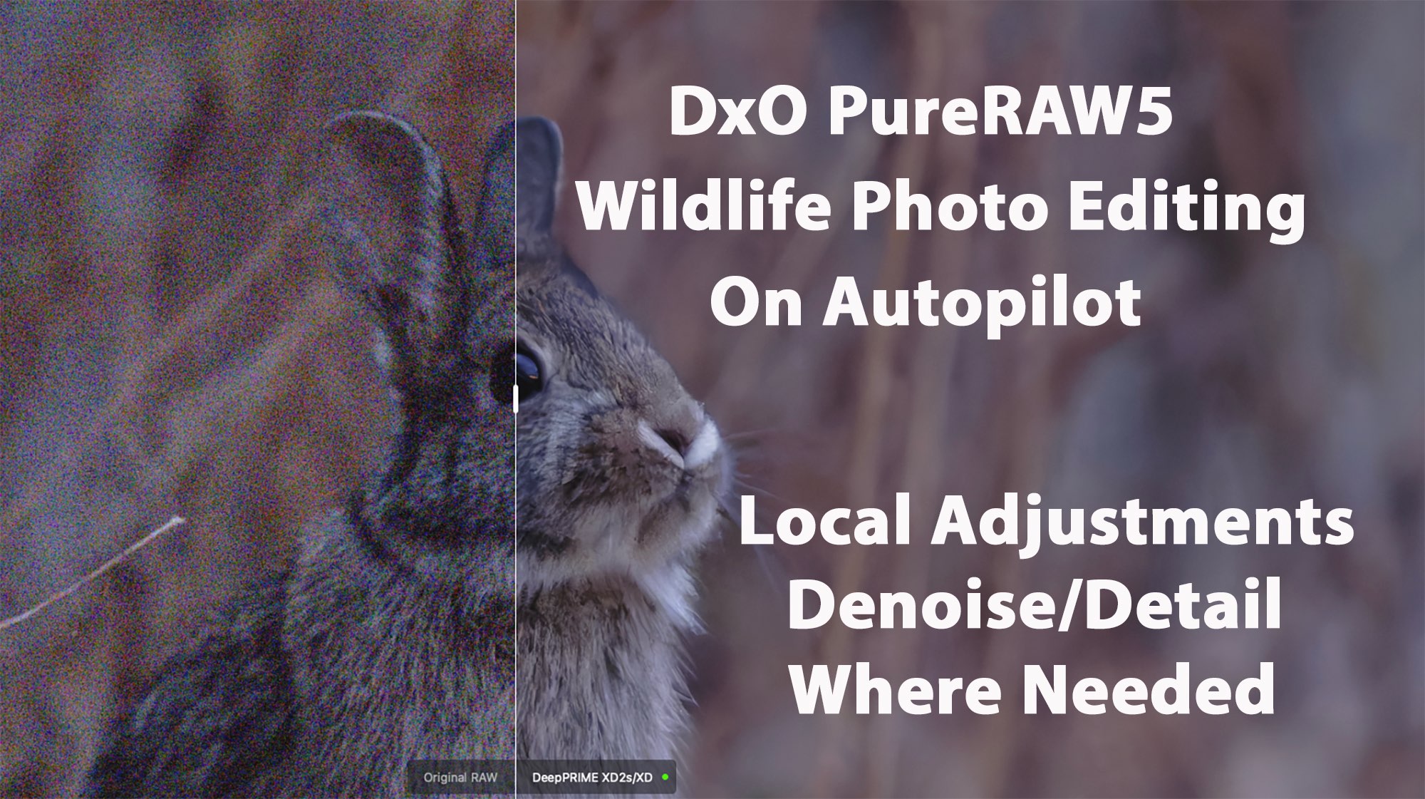 DxO PureRAW5 Wildlife