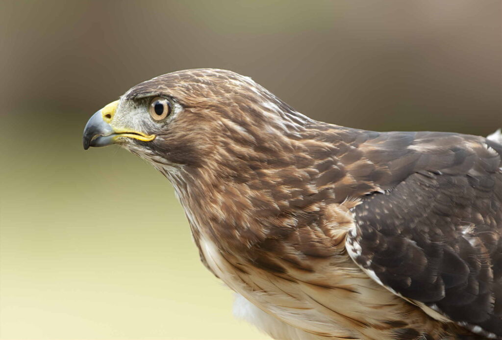 Hawk portrait with smooth background