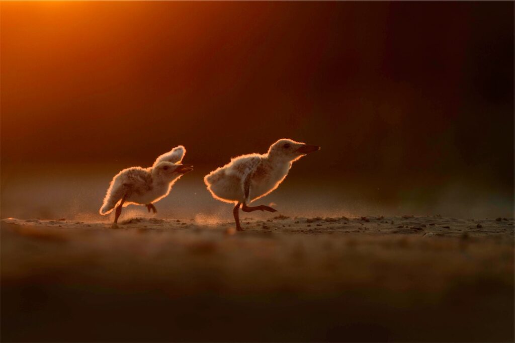 Photoshop course selective dodge and burn