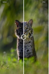 Ray Hennessy Photoshop Course Before After