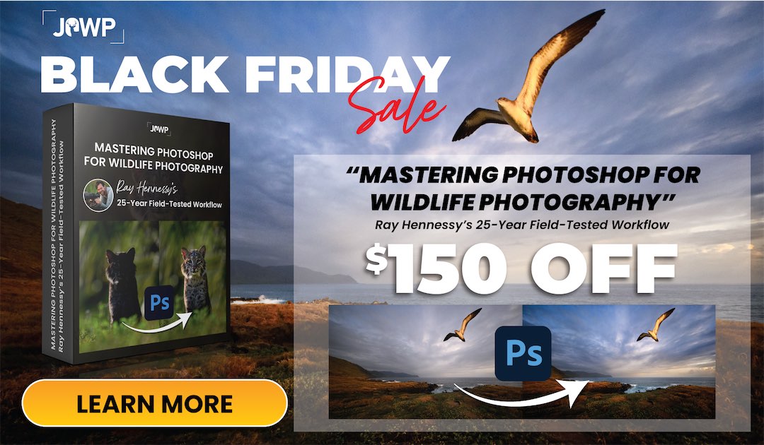 Ray Hennessy Photoshop Course Black Friday Sale