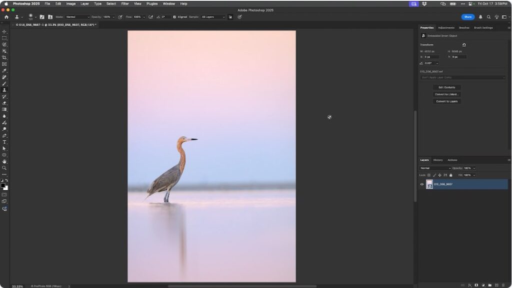 Ray Hennessy's Photoshop Course for Wildlife Photographers - Clean Up and Retouching Tools