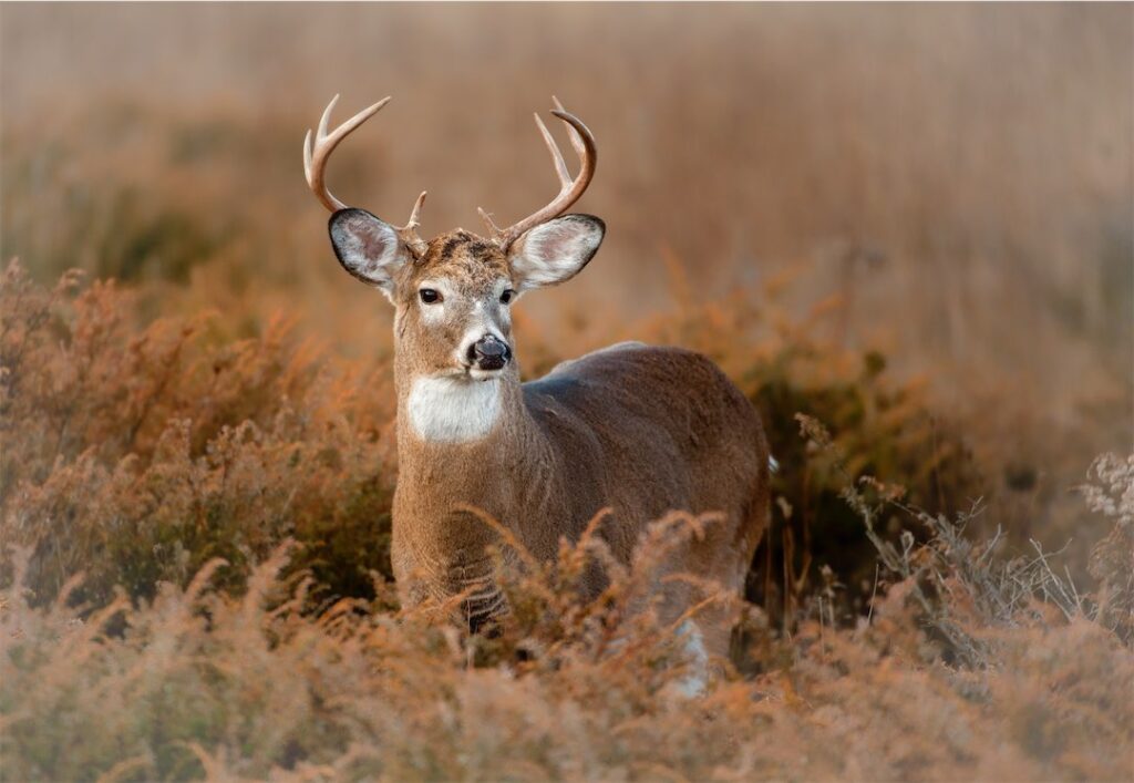 white-tailed deer in fall color