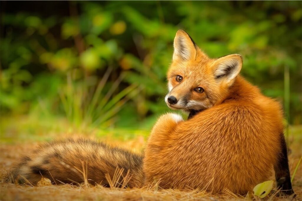 red fox in green environment