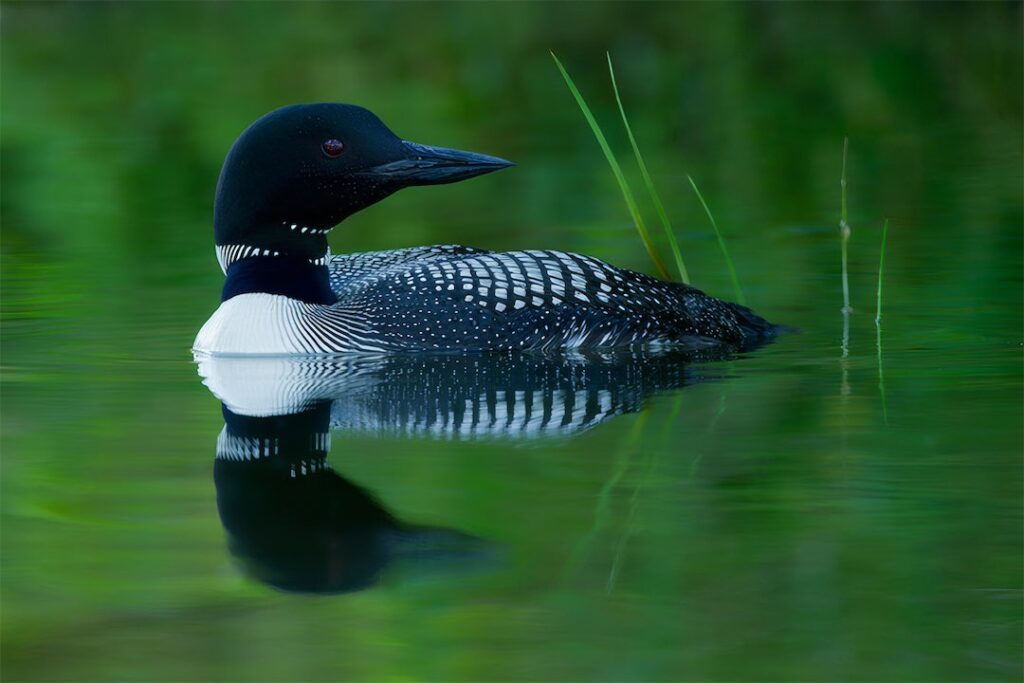 common loon on water